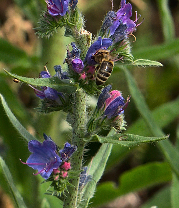 Biene an Blüten